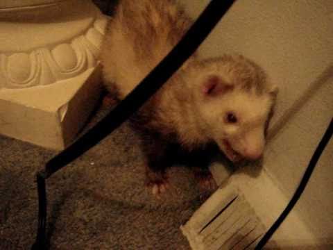 Titan's Review Corner - Ferrets, you should own one