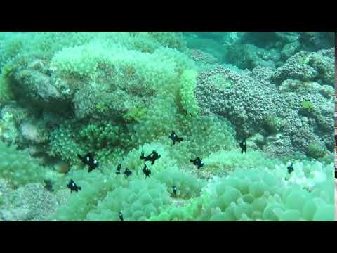 南伊豆ヒリゾ浜　ミツボシクロスズメダイ♪　2018年9月23日