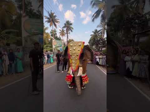 Kaavaala song Elephant dance g jailer movie #shortsfeed #shortvideo #trending #viral #shorts #short