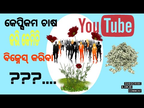 capsicum chasha kari kemiti income karibe, how to make income from farming capsicum