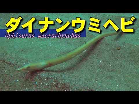 [ Longbill snake ] Fish that looks like a snake / Ophisurus macrurhynchus