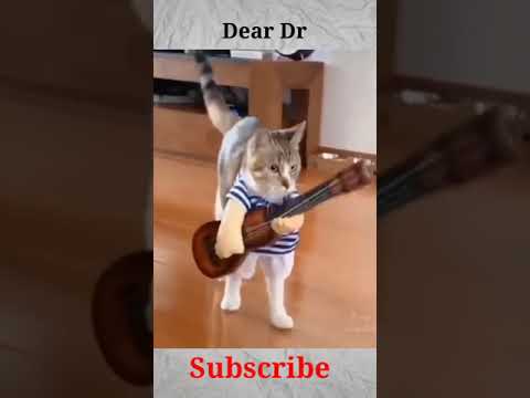 Cat Relaxation Music | Relaxing Music for Cats with Rain Sounds | Harp Music to Calm Cats #funny