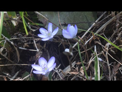 雪割一華と雪割草　わち山野草の森