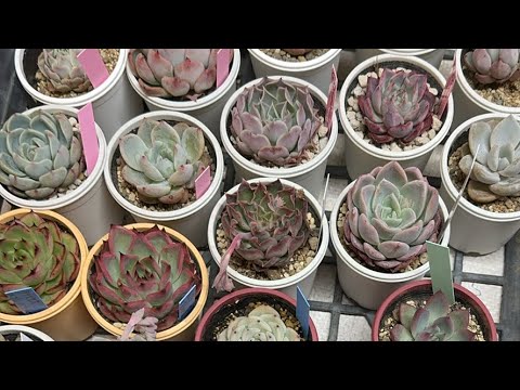 【多肉植物】久しぶりのまったり植え替えライブ 2024.03.29