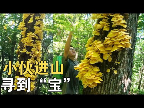 进山“寻宝”！野生蘑菇大爆杆，这回发财了！【913的乡野生活】