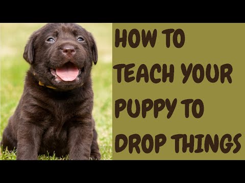 How To Teach Your Puppy To Drop Things