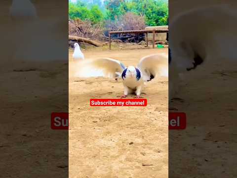 roller kabutar #beautiful #pigeon #pigeonbreeds #funny #whitepigeon #pigeontypes #pigeonlove #puppy