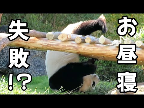 お昼寝失敗！？末っ子パンダ🍁ふうひん