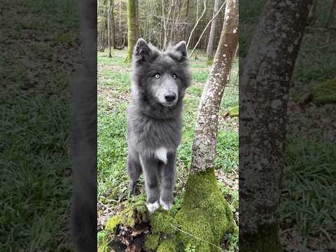 Wolf with Beautiful Eyes