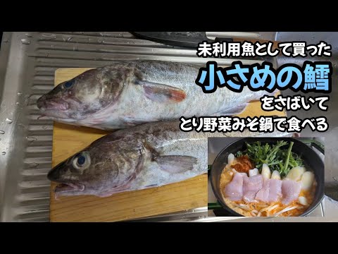 小さめの鱈をさばいて、とり野菜みそ鍋で食べた🐟#鱈 #魚料理 #未利用魚 #とり野菜みそ鍋