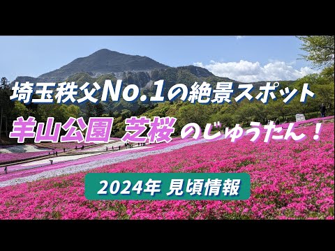 埼玉秩父No 1の絶景スポット "羊山公園 芝桜のじゅうたん"   2024年見頃情報