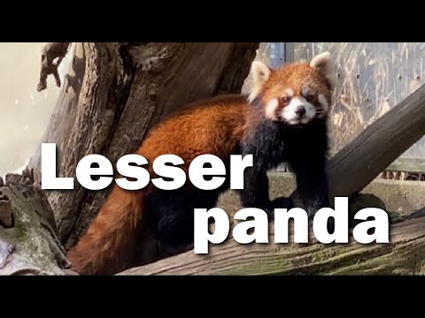 Hidden Japan   49   ファミリーパークのレッサーパンダ親子　Lesser Panda in Toyama Family Zoo