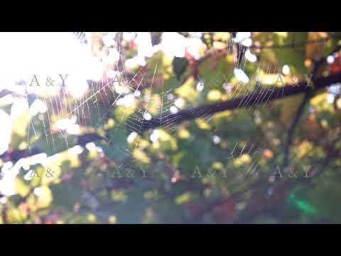 Spider web woven by a spider on a tree