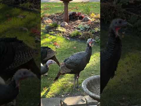 Catio, Cats watching turkeys