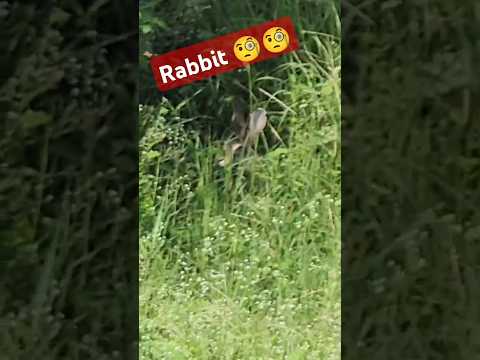 🐇🐇🐰 rabbit #music #marathigane #musicgenre #bollywood #marathigaane #musicsong #nature #marathigaani