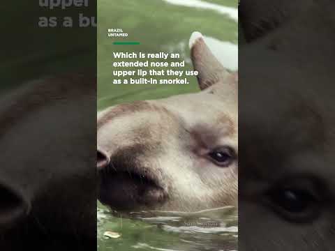 Tapirs love to dive into the water | Smithsonian Channel #Shorts