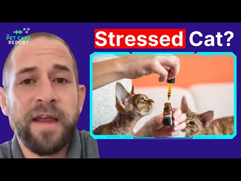 3 Things You Need To Know Before Using CBD For Stressed Cat