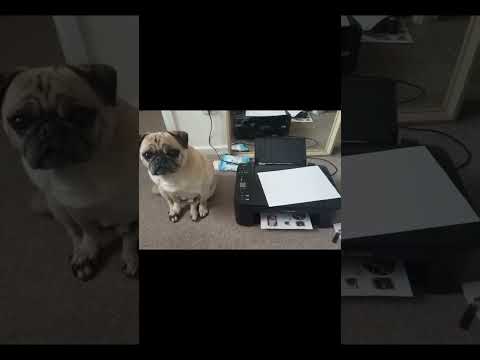 Adorable pug waiting patiently by the printer to help. Takes page when finished. Cute dog helper