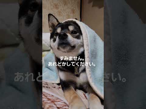 ペットシーツの位置を変えたらどかしてと訴える柴犬。