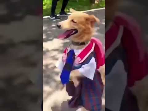 #funny #dog #youtube #youtubeshortsviral #dance #dogvideos #youtuber