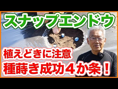 家庭菜園や農園でスナップエンドウの種蒔きを成功させる4ヶ条！種蒔き時期や発芽率をアップさせる種蒔きのコツを徹底解説！【農園ライフ】