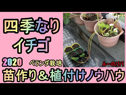 【四季なりイチゴ ベランダ栽培】③苗づくり＆植付けノウハウ 2020秋 無農薬 半自給自足 ルーのパパ