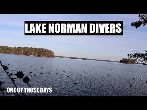 TONS OF DIVERS SHOWED UP ON THE LAKE!!!