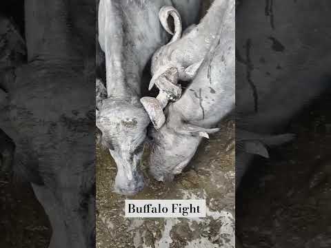 भैंस बुरी तरह से आपस मे सींगों को फसा ली है ||  buffalo Fight #buffalo #buffelo