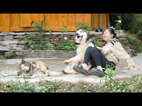 It's great to harvest kohlrabi again, play with pets and feed them. Vietnamese girl