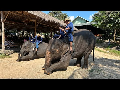 Thai Elephants Conservation Center @ Lampang, Thailand