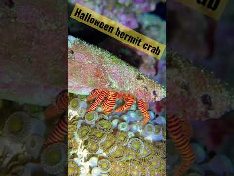 #halloweenhermitcrab #hermitcrabs #reef #shorts