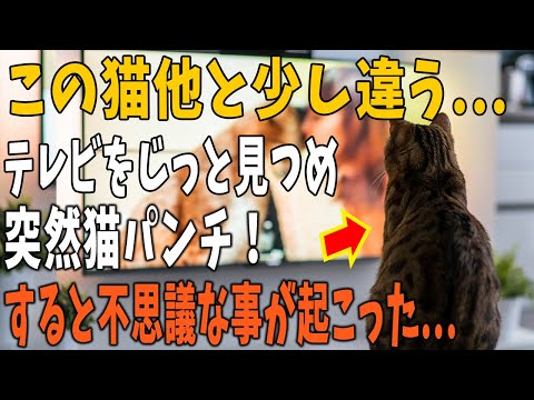 【猫の不思議な話】他とは少し変わっている家の猫。ある日、テレビをじっと見つめニュースを見つめていた。するとある会社が出ると猫パンチし、次の日驚くべきことが・・・【朗読】