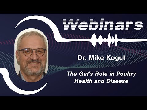 The Gut's Role in Poultry Health and Disease