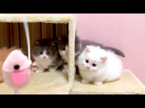 【マンチカンの子猫】最後のネズミ君で子猫達と遊んでみた件 ～猫のいる生活Vol.999～出産動画 マンチカン短足・ミヌエット・ペルシャ猫専門ブリーダー『ペット蔵人』【子猫の成長記録】