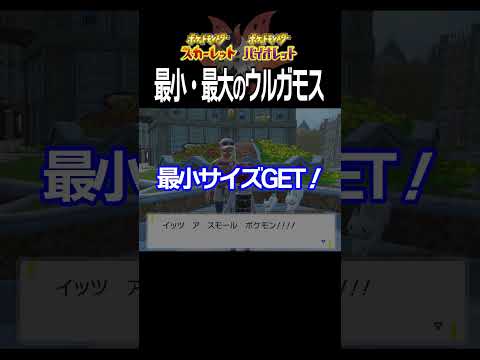 【大きさ比較】ウルガモス編【ポケモンSV】#Shorts