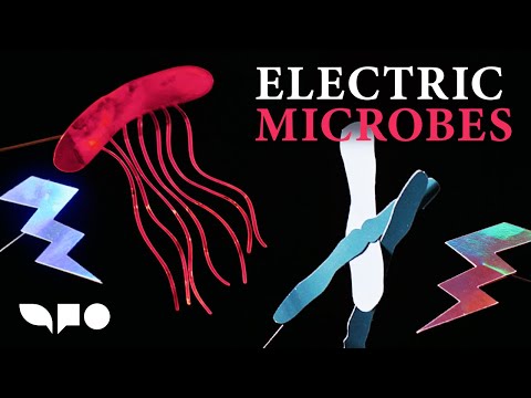 How Geobacter Microbes Produce Electricity | Electric Microbes