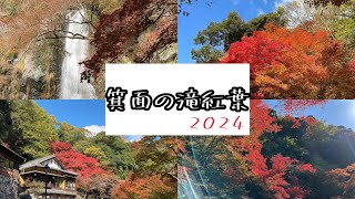 箕面の滝紅葉まつり2024