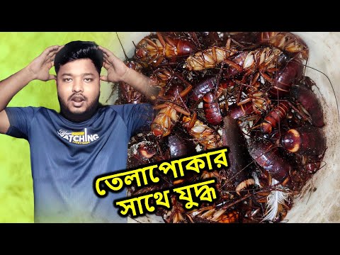 তেলাপোকার সাথে যুদ্ধ করেছি | Cockroaches | Mahid Dream Zoo