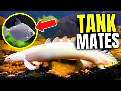 15 Best Bichir Tank Mates