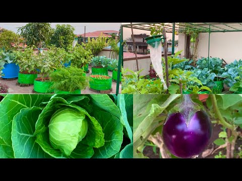 Overview Video Of My Organic Vegetable Garden In The Month Of December/ Terrace Garden Tour