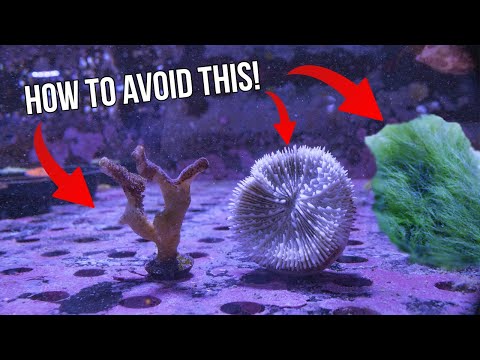 Top 5 Problems in Reef Aquariums