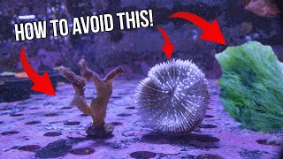 Top 5 Problems in Reef Aquariums