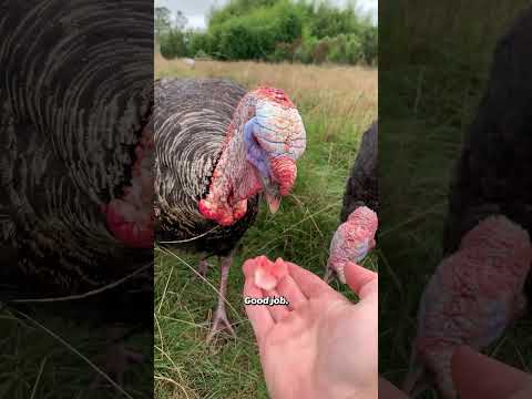 Who needs flavour when you’ve got farm friends to share the disappointment with? 🍉🐓🦃🐑