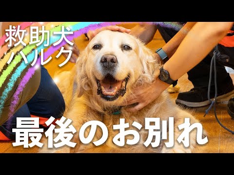 【追悼】災害救助犬ハルクが虹の橋を渡りました