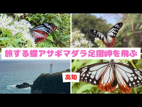 海を渡る蝶アサギマダラが足摺岬を飛ぶ(高知)