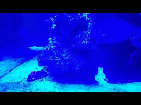 - Tony Nguyen 210 gallon reef tank Budget Built ( ich part 2)