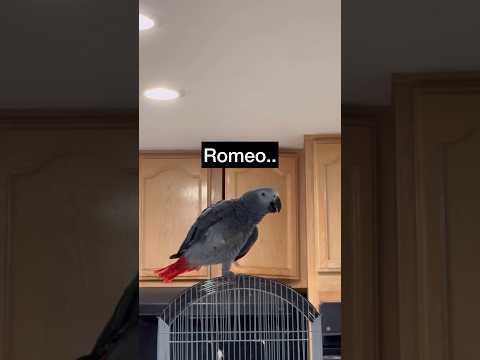 My African Grey Learned A Few New Words.