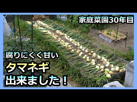 【腐りにくく美味しいタマネギ出来ました！】今年もトウ立ち０本！家庭菜園30年目