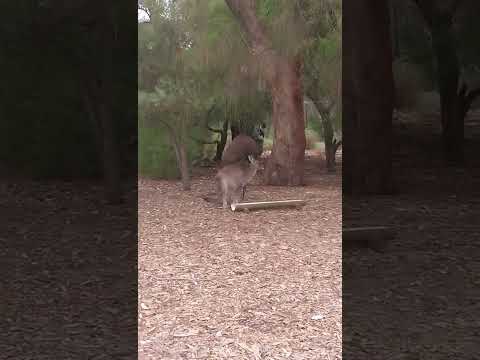 Emu and kangaroo 鸸鹋和袋鼠