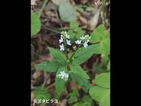 比婆山～烏帽子山～我妻山